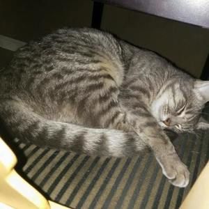 Meet your Posher, Cesar